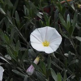 Silverbush Shrubby Bindweed Plants (Convolvulus cneorum) 1